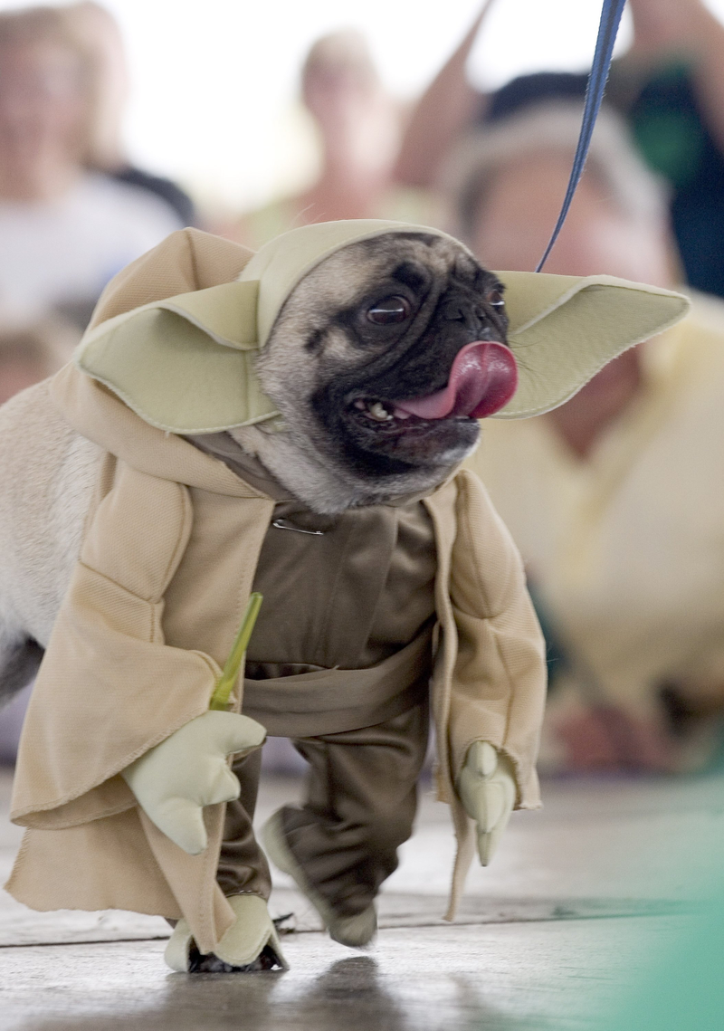 Most breeds were bred for a specific purpose, like hunting or running, but pugs were just bred to be great pets, which is why they don’t give a shit about being dressed up as Yoda. (Photo: Phillippe Diederich/Getty Images)